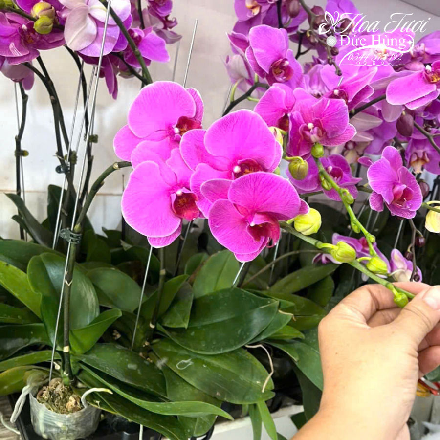 cành lan hồ điệp tím đẹp